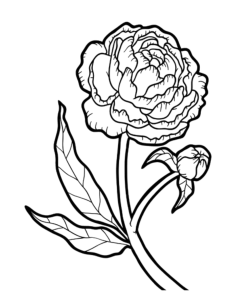 Flower Botanical Peony Tracing Shape Pdf, Free Vectors File
